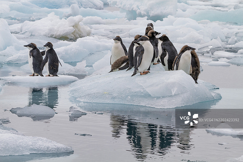 第一年阿德利企鹅（Pygoscelis adeliae）幼鸟在南极布朗布拉夫的繁殖群落中图片素材