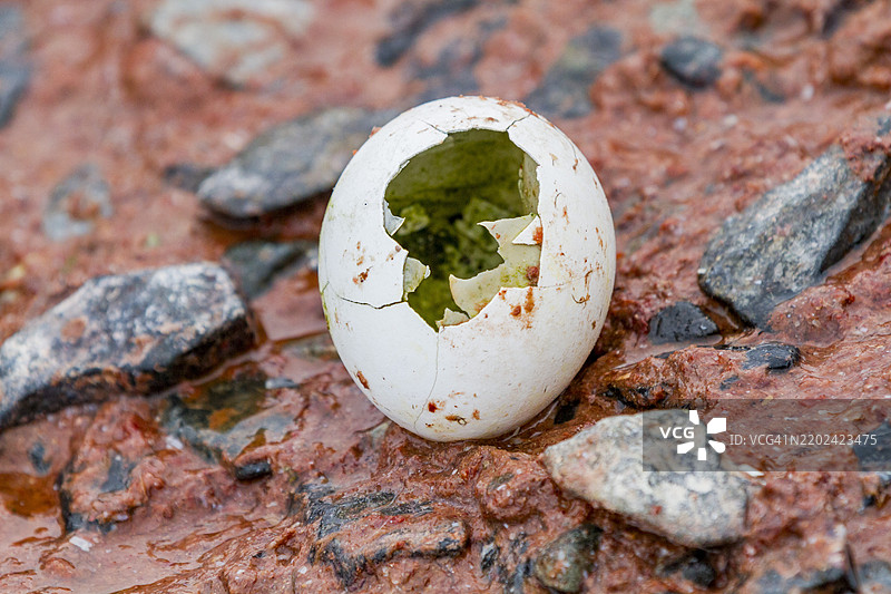 阿德利企鹅(Pygoscelis adeliae)在南极洲佩特曼岛孵化的蛋,极地地区图片素材