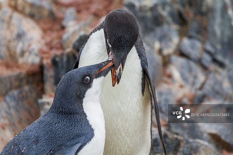 阿德利企鹅（Pygoscelis adeliae）成年企鹅在南极布朗布拉夫繁殖地喂养幼鸟图片素材