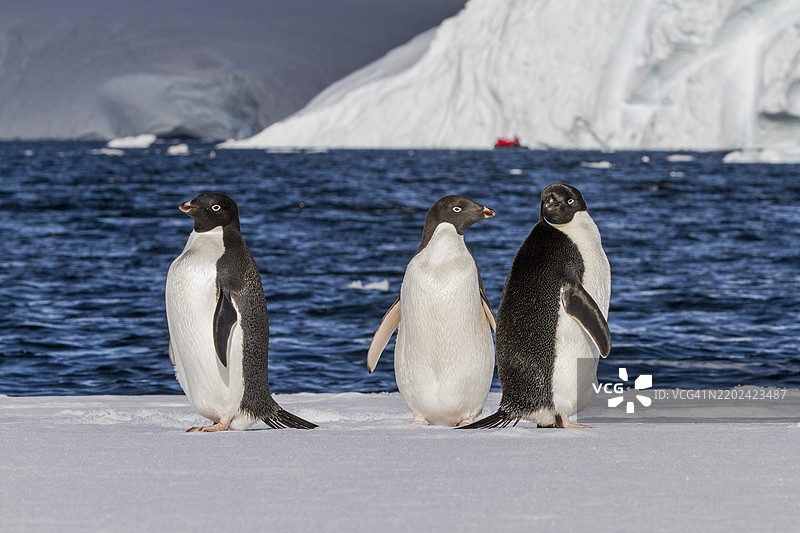 阿德利企鹅（Pygoscelis adeliae）在南极阿德莱德岛附近的冰面上聚集。图片素材