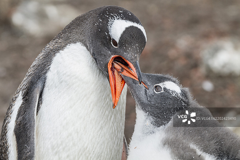 成年的温哥华企鹅（Pygoscelis papua）在南极洲利文斯顿岛汉娜角喂养小企鹅，南冰洋，极地地区图片素材