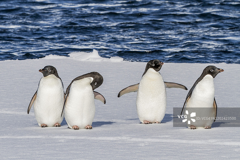 阿德利企鹅（Pygoscelis adeliae）在南极阿德莱德岛附近的冰面上聚集。图片素材