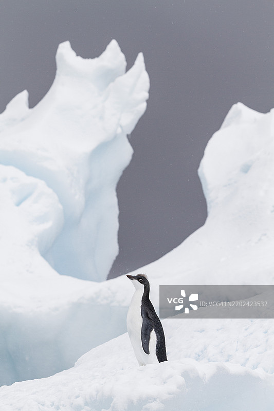 第一年阿德利企鹅（Pygoscelis adeliae）幼鸟在南极布朗布拉夫的繁殖群落中图片素材