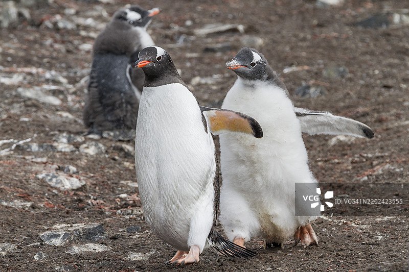 在南极洲利文斯顿岛汉娜角，一只温哥华企鹅（Pygoscelis papua）幼鸟追逐成年企鹅索要食物。图片素材