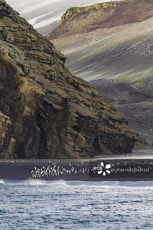 在南极洲德塞普申岛的贝利头，带颈带企鹅（南极企鹅）繁殖群落，南冰洋，极地地区图片素材