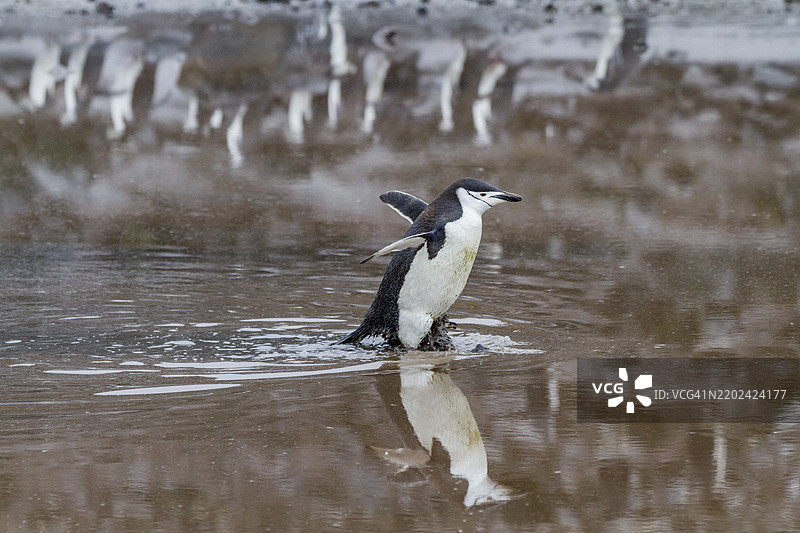 在南极洲的欺骗岛贝利头，带颈带企鹅（Pygoscelis antarctica）繁殖群落，南冰洋，极地地区图片素材