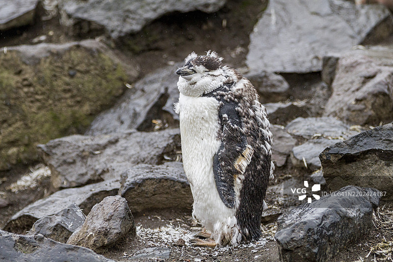 在南极洲的欺骗岛贝利头,带颈带企鹅(Pygoscelis antarctica)正在换羽。图片素材
