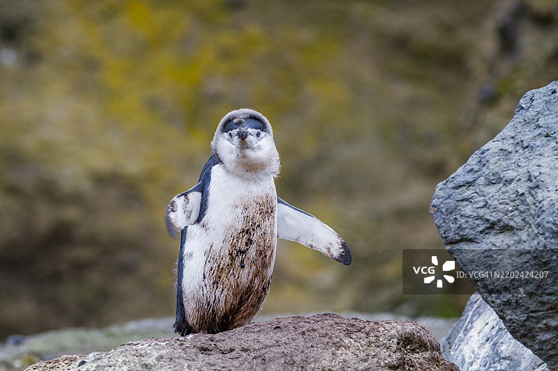 在南极洲的欺骗岛贝利头，带颈带企鹅（Pygoscelis antarctica）正在换羽。图片素材