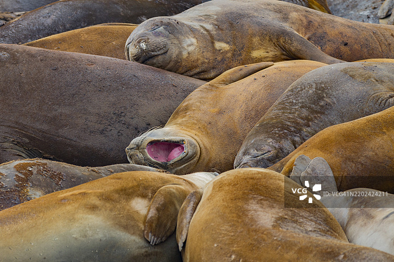 南方海象（Mirounga leonina）在南极利文斯顿岛汉娜角晒太阳和脱皮图片素材