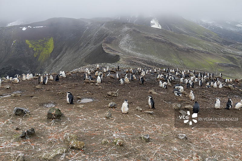 在南极洲德塞普申岛的贝利头，带颈带企鹅（南极企鹅）繁殖群落，南冰洋，极地地区图片素材