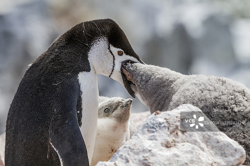 成年带嘴企鹅（Pygoscelis antarctica）在南极德塞普申岛的贝利头喂养小企鹅，极地地区图片素材