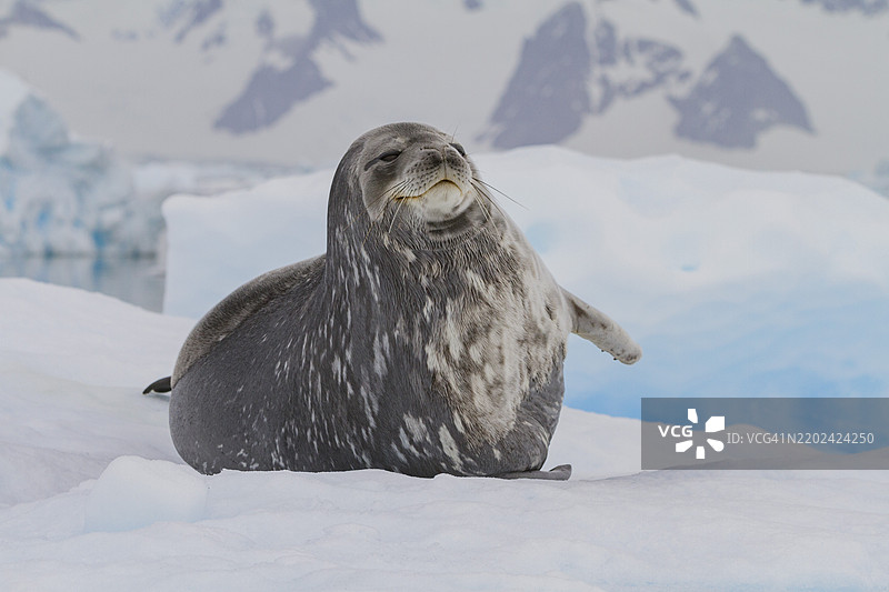 成年威德尔海豹（Leptonychotes weddellii）在南极半岛附近的冰面上休息，南冰洋，极地地区图片素材