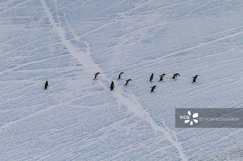 阿德利企鹅（Pygoscelis adeliae）在南极阿德莱德岛附近的冰面上聚集。图片素材