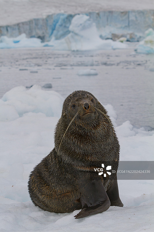 成年雄性南极海狗（Arctocephalus gazella）在南极布朗悬崖附近的冰上休息图片素材