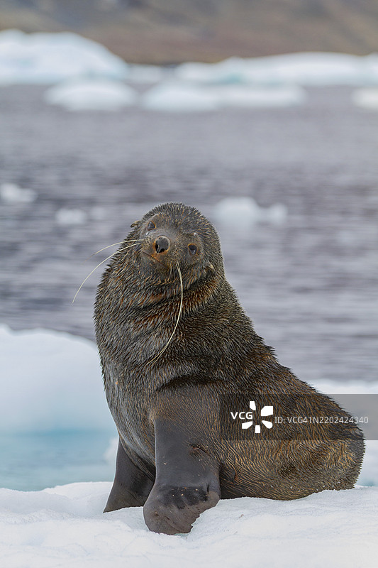 成年雄性南极海狗（Arctocephalus gazella）在南极布朗悬崖附近的冰上休息，极地地区图片素材