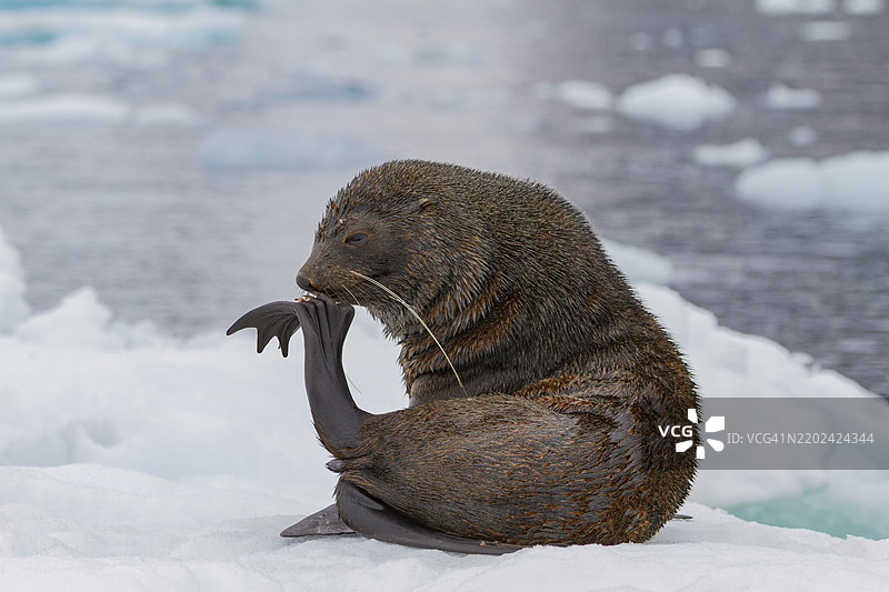 成年雄性南极海狗（Arctocephalus gazella）在南极布朗悬崖附近的冰上休息，极地地区图片素材