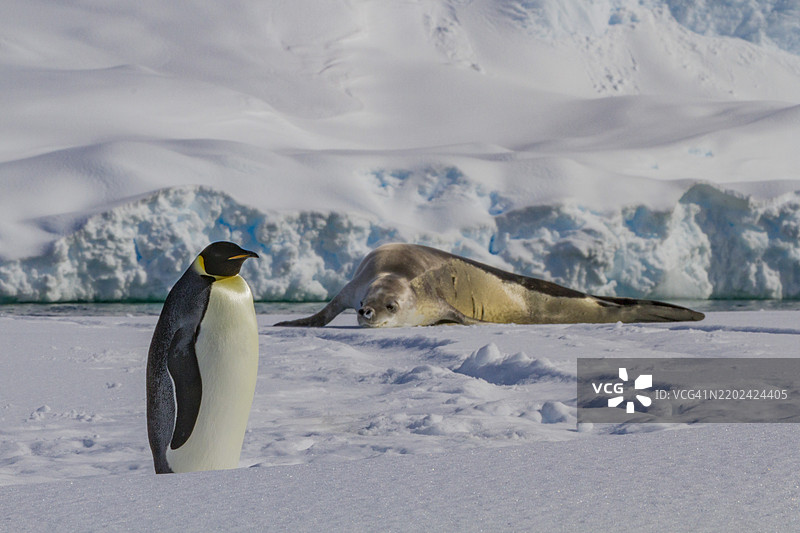 一只孤独的成年帝企鹅（Aptenodytes forsteri）在南极洲阿德莱德岛与南极半岛之间的海冰上。图片素材