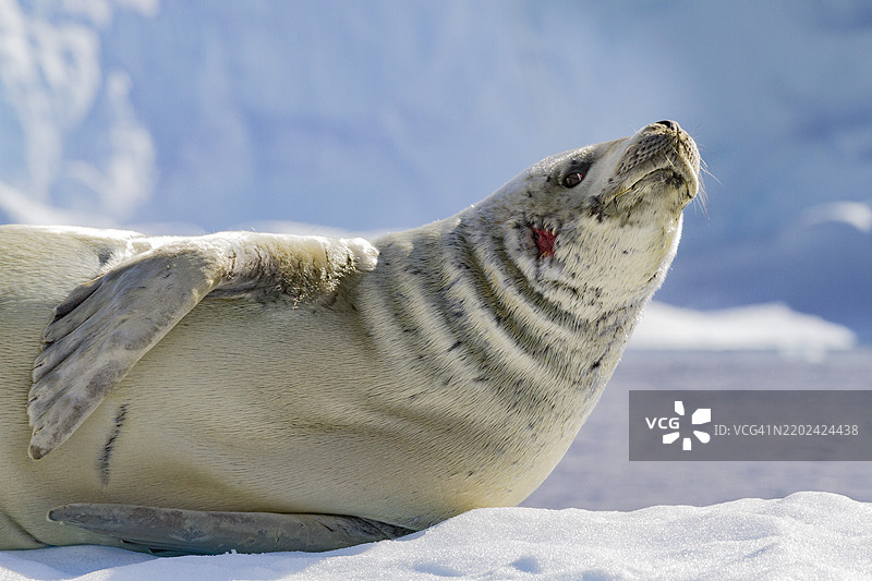 在南极半岛的库维尔岛附近，爬蟹海豹（Lobodon carcinophaga）在冰块上休息。图片素材