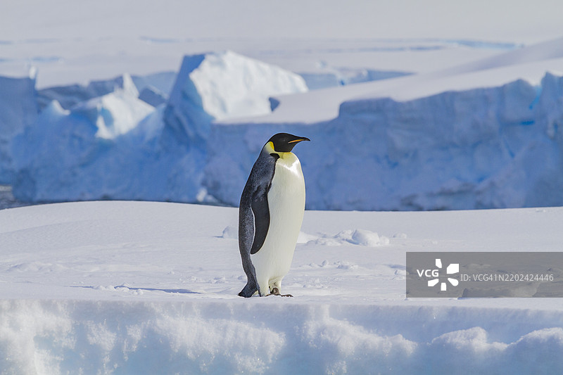 一只孤独的成年帝企鹅（Aptenodytes forsteri）在南极洲阿德莱德岛与南极半岛之间的海冰上。图片素材
