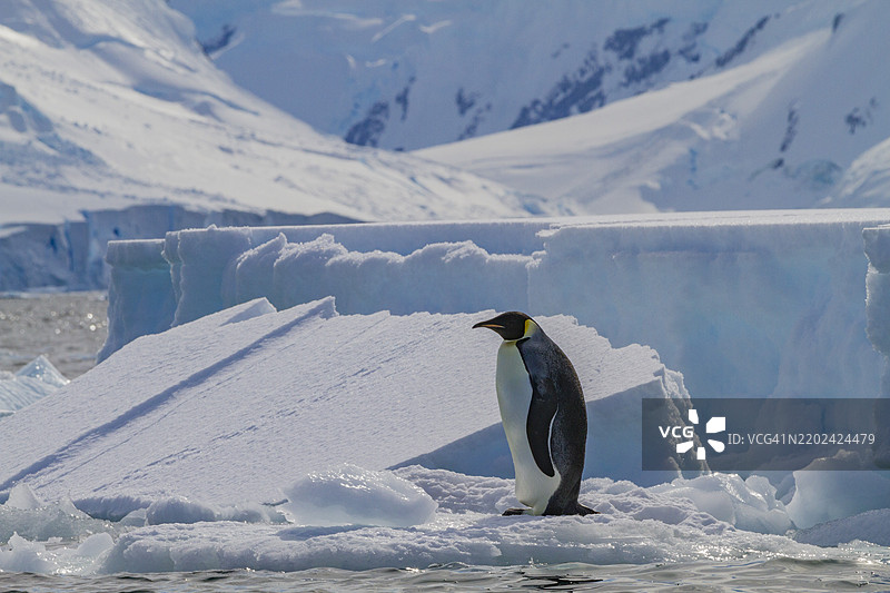 一只孤独的成年帝企鹅（Aptenodytes forsteri）在南极洲阿德莱德岛与南极半岛之间的海冰上。图片素材