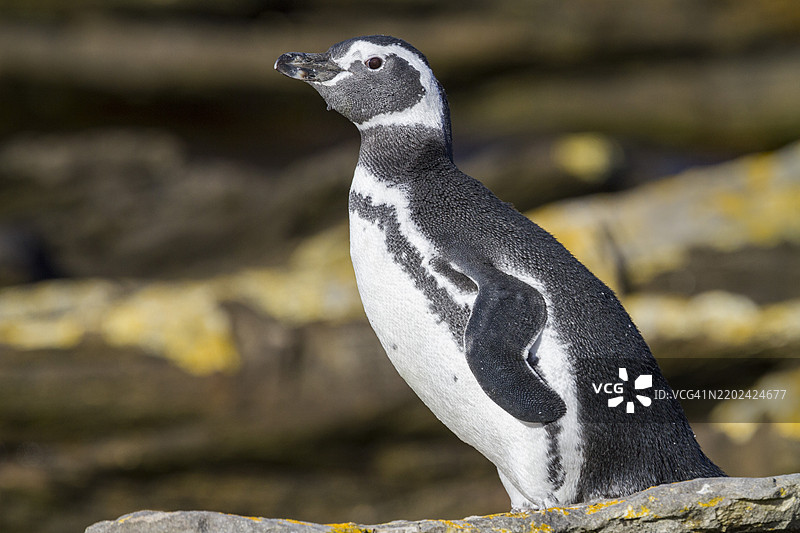 成年马格兰企鹅（Spheniscus magellanicus）在南美福克兰群岛卡卡斯岛的繁殖和换羽地点图片素材