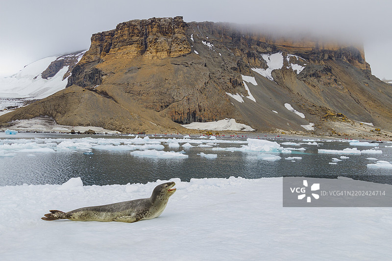 成年雌性豹海豹（Hydrurga leptonyx）在南极半岛附近的布朗布拉夫冰面上休息，南极洲，极地地区图片素材