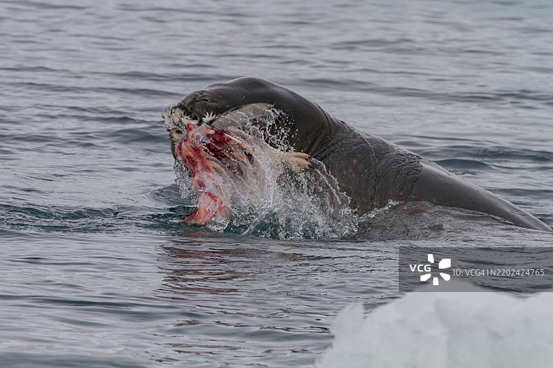 成年雌性豹海豹（Hydrurga leptonyx）在南极半岛布朗布拉夫捕杀并吃掉一只幼年阿德利企鹅，南极地区，极地。图片素材