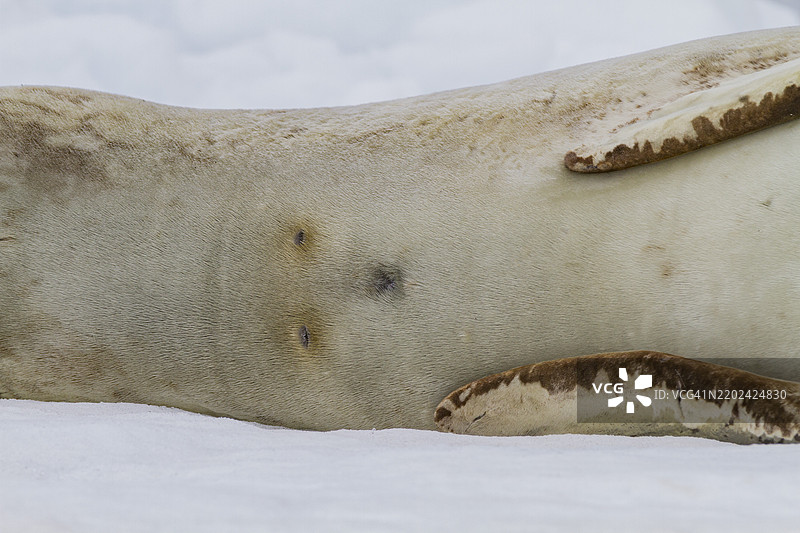 成年雌性豹海豹（Hydrurga leptonyx）在南极半岛附近的布朗布拉夫冰面上休息，南极，极地地区图片素材