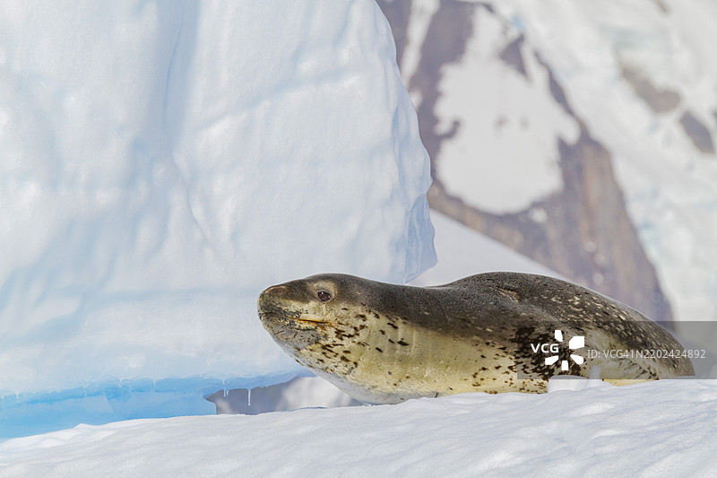成年豹海豹（Hydrurga leptonyx）在南极半岛附近的库维尔岛，南冰洋，极地地区图片素材