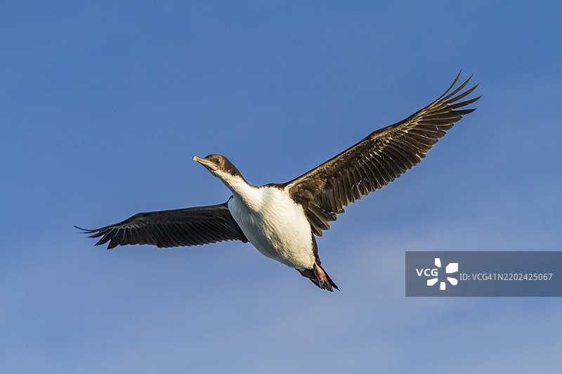 成年帝鸬鹚（Phalacrocorax (atriceps) atriceps）在南大西洋福克兰群岛飞行图片素材