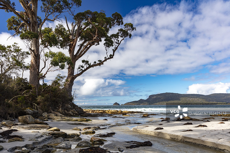 巴克斯海滩的两棵树图片素材