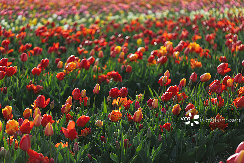 生机勃勃的郁金香花田全景图片素材