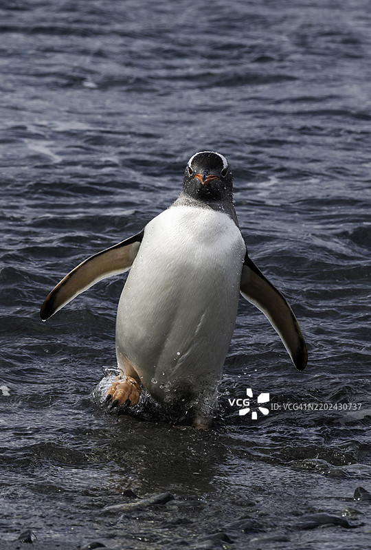 从水中出来的贼鸥企鹅，南极洲。图片素材