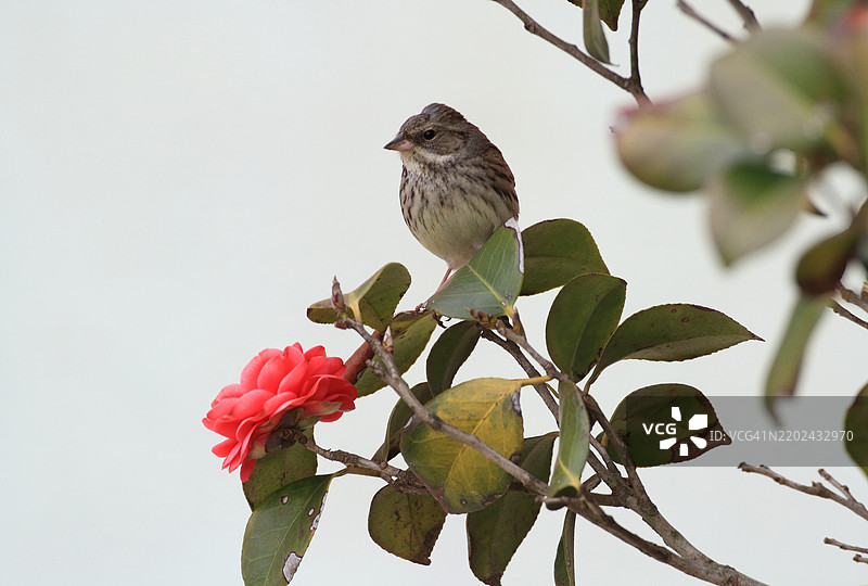 山茶花与灰头鹀图片素材