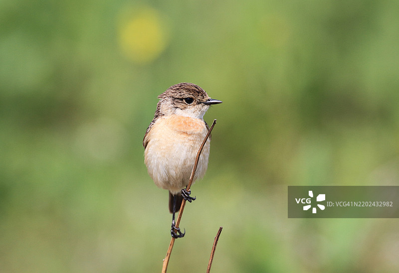 西伯利亚石叨鸟，Saxicola stejnegeri图片素材
