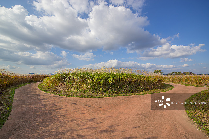 忠清南道扶余郡白马河沿岸的芦苇群落图片素材