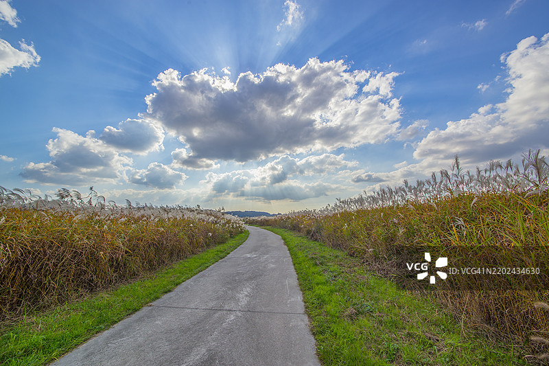 忠清南道扶余郡白马河沿岸的芦苇群落图片素材