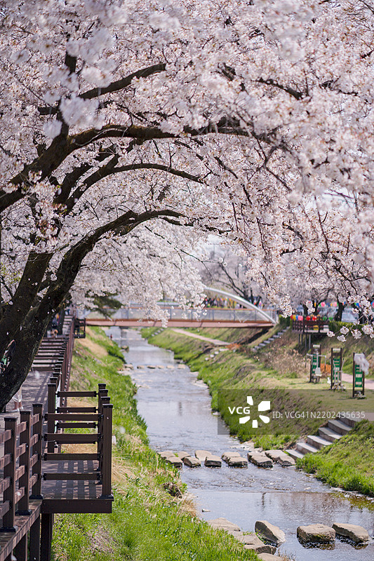 樱花隧道图片素材