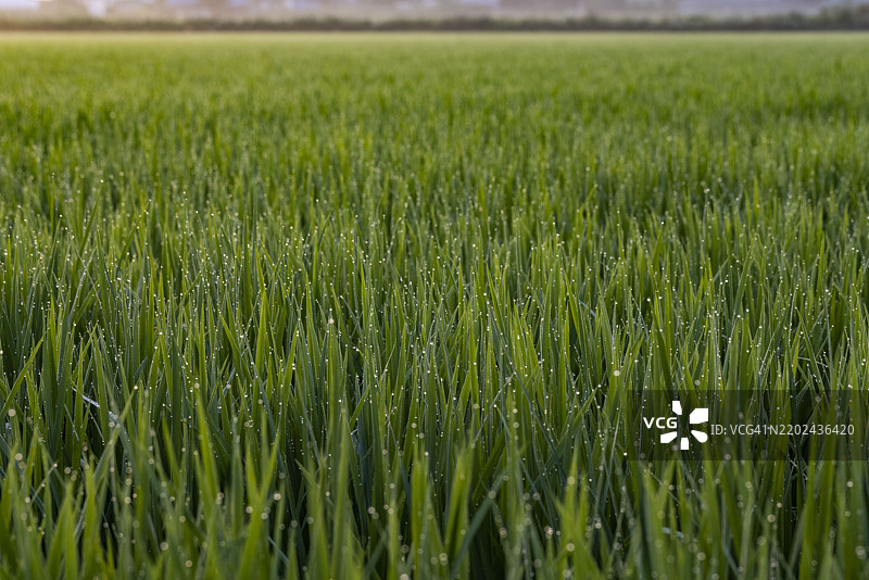 稻田，自然图片素材