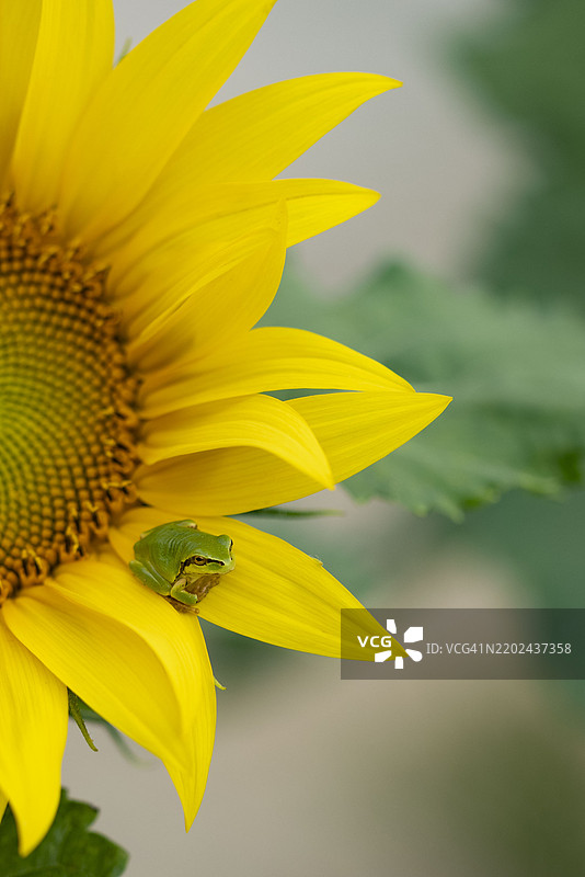 向日葵，绿色青蛙图片素材