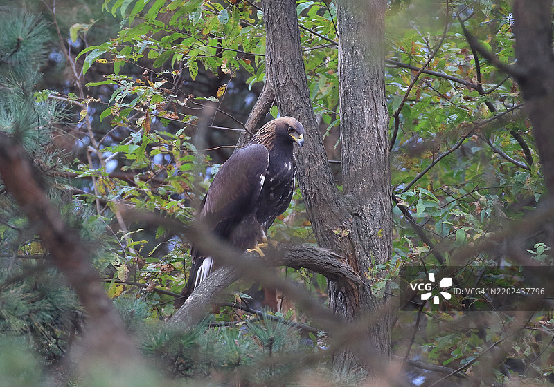 金雕，Aquila chrysaetos图片素材