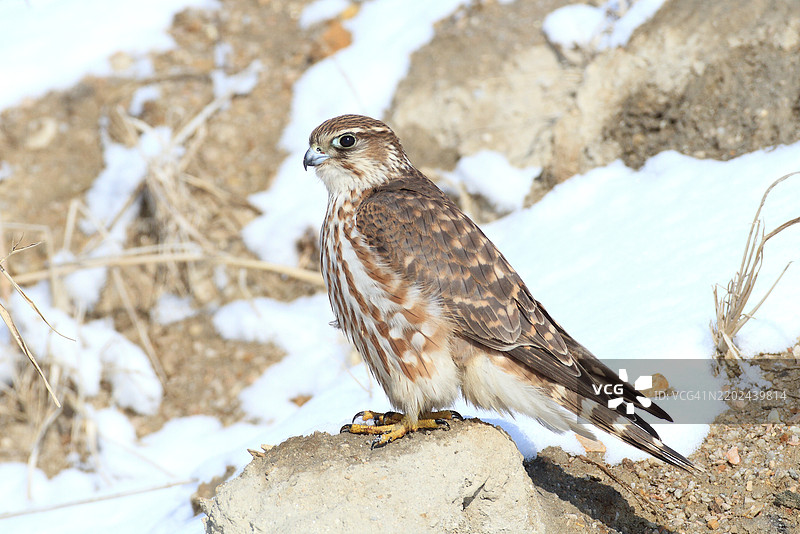 美洲雀鹰，Falco columbarius图片素材