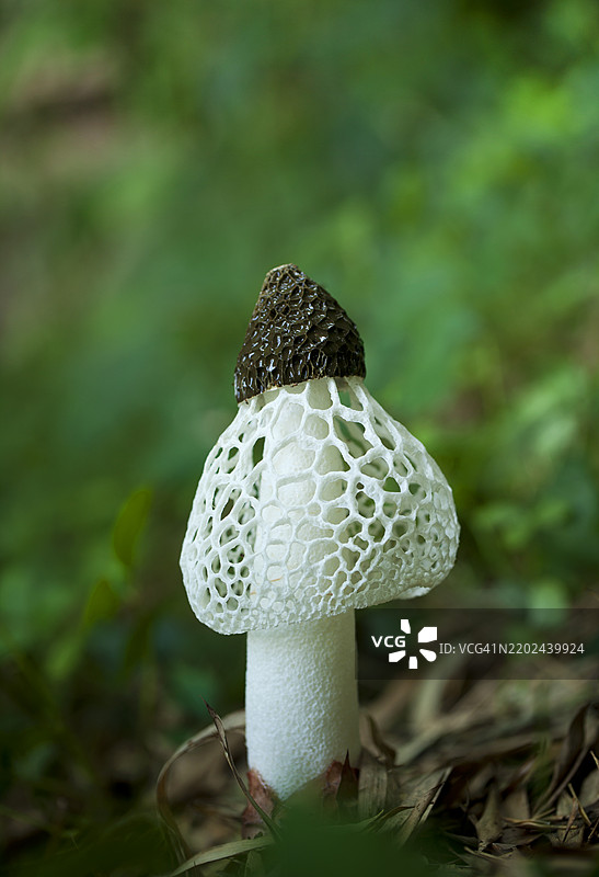 白蘑菇，伞菌属图片素材