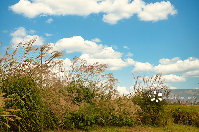 芦苇荡风景图片素材