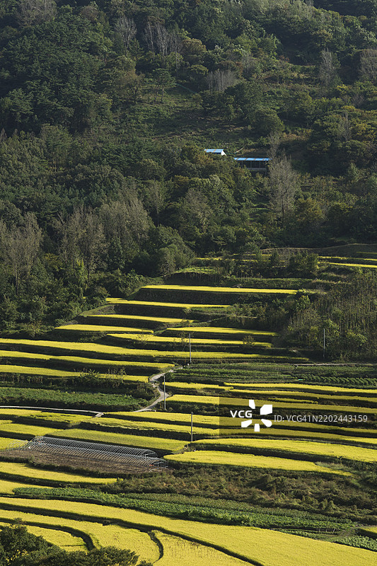 庆尚南道咸阳郡马川的达朗基稻田图片素材
