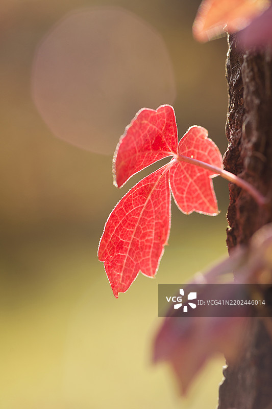波士顿常春藤图片素材