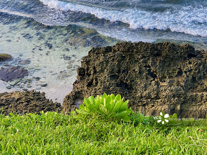 悬崖上生长的植物，背景是海浪拍打的景象图片素材