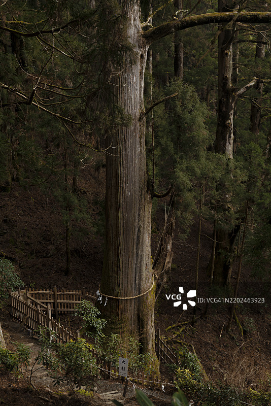 大杉，奈良县玉置神社森林中的神圣古巨杉图片素材