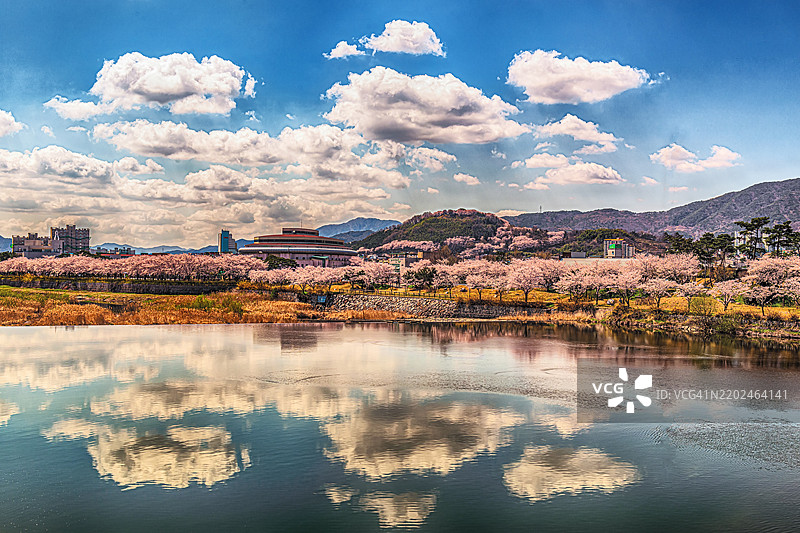 樱花映照在美丽的风景上图片素材