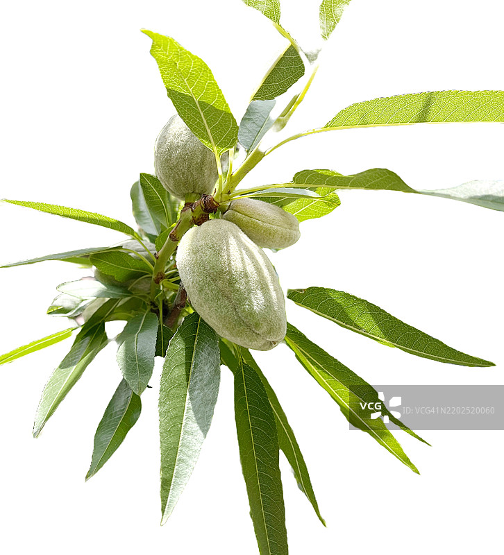 白色背景上的杏仁枝图片素材